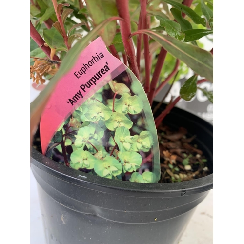 67 - THREE EUPHORBIA PURPUREA 60CM IN HEIGHT IN 2 LTR POTS PLUS VAT TO BE SOLD FOR THE THREE