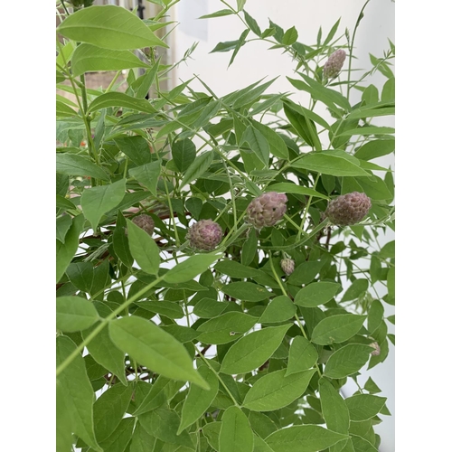 69 - A WISTERIA AMETHYST FALLS ON A FRAME PATIO READY IN A 3 LTR POT 90CM TALL PLUS VAT