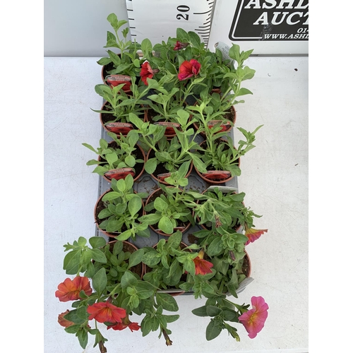 70 - FIFTEEN PETCHOA RED MAPLE BASKET PLANTS IN P9 POTS PLUS VAT TO BE SOLD FOR THE FIFTEEN