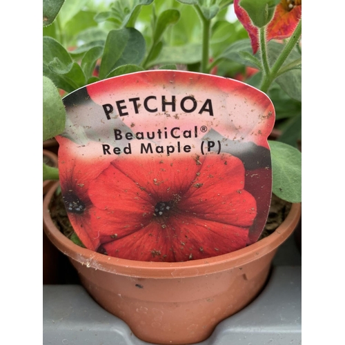 70 - FIFTEEN PETCHOA RED MAPLE BASKET PLANTS IN P9 POTS PLUS VAT TO BE SOLD FOR THE FIFTEEN