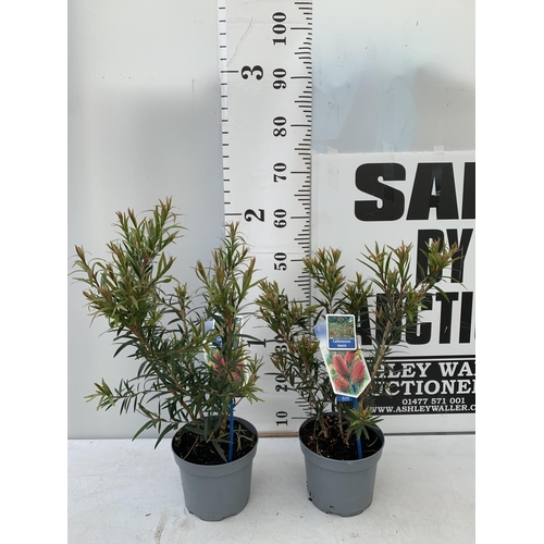 71 - TWO CALLISTEMON LAEVIS IN 2 LTR POTS 50CM IN HEIGHT PLUS VAT TO BE SOLD FOR THE TWO