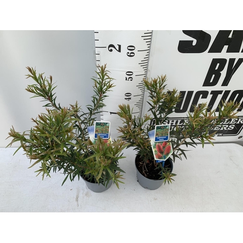 71 - TWO CALLISTEMON LAEVIS IN 2 LTR POTS 50CM IN HEIGHT PLUS VAT TO BE SOLD FOR THE TWO