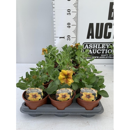 73 - FIFTEEN PETCHOA CARAMEL YELLOW BASKET PLANTS IN P9 POTS PLUS VAT TO BE SOLD FOR THE FIFTEEN