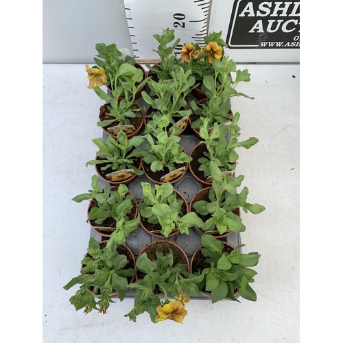 73 - FIFTEEN PETCHOA CARAMEL YELLOW BASKET PLANTS IN P9 POTS PLUS VAT TO BE SOLD FOR THE FIFTEEN