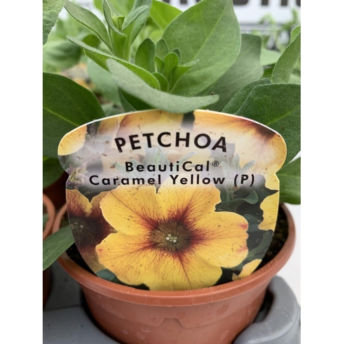 73 - FIFTEEN PETCHOA CARAMEL YELLOW BASKET PLANTS IN P9 POTS PLUS VAT TO BE SOLD FOR THE FIFTEEN