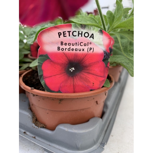 74 - FIFTEEN PETCHOA BORDEAUX BASKET PLANTS IN P9 POTS PLUS VAT TO BE SOLD FOR THE FIFTEEN