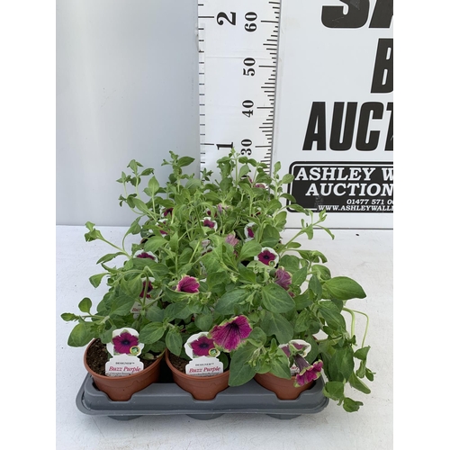 75 - FIFTEEN PETUNIA BUZZ PURPLE BASKET PLANTS IN P9 POTS PLUS VAT TO BE SOLD FOR THE FIFTEEN