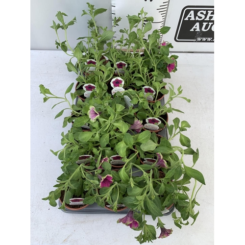 75 - FIFTEEN PETUNIA BUZZ PURPLE BASKET PLANTS IN P9 POTS PLUS VAT TO BE SOLD FOR THE FIFTEEN