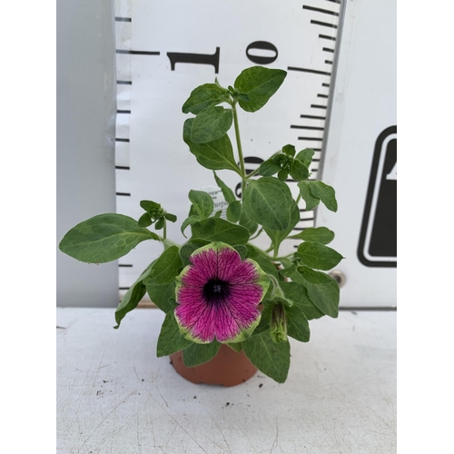 75 - FIFTEEN PETUNIA BUZZ PURPLE BASKET PLANTS IN P9 POTS PLUS VAT TO BE SOLD FOR THE FIFTEEN