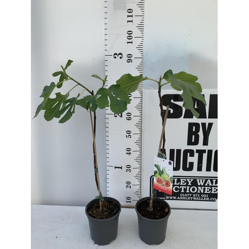 76 - TWO FIG FICUS CARICA IN 2 LTR POTS APPROX 80CM IN HEIGHT NO VAT TO BE SOLD FOR THE TWO