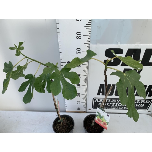 76 - TWO FIG FICUS CARICA IN 2 LTR POTS APPROX 80CM IN HEIGHT NO VAT TO BE SOLD FOR THE TWO