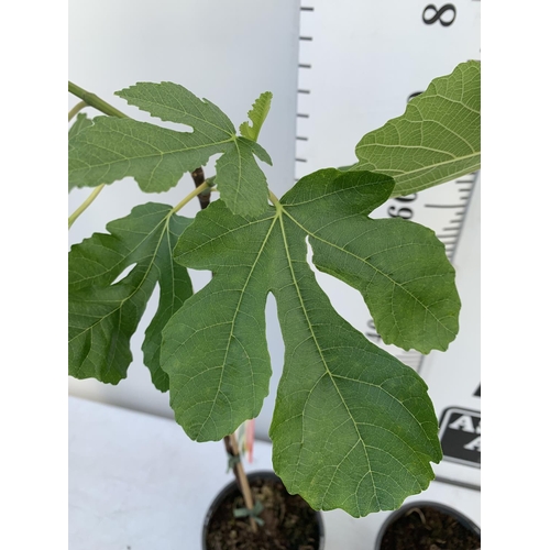 76 - TWO FIG FICUS CARICA IN 2 LTR POTS APPROX 80CM IN HEIGHT NO VAT TO BE SOLD FOR THE TWO