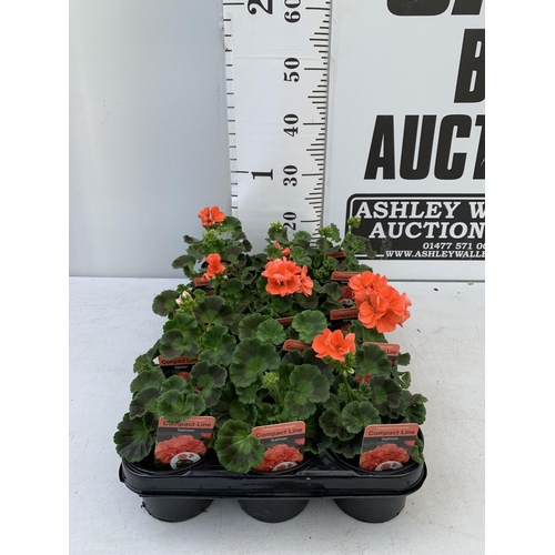 77 - FIFTEEN PELARGONIUM UPRIGHT SALMON BASKET PLANTS IN P9 POTS PLUS VAT TO BE SOLD FOR THE FIFTEEN