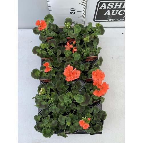 77 - FIFTEEN PELARGONIUM UPRIGHT SALMON BASKET PLANTS IN P9 POTS PLUS VAT TO BE SOLD FOR THE FIFTEEN