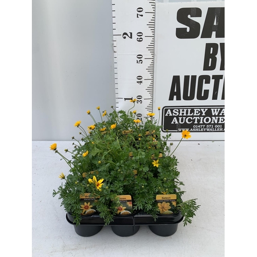 78 - FIFTEEN BIDENS SELECT TIMELESS GOLDEN EMPIRE AND ETERNAL FLAME BASKET PLANTS IN P9 POTS PLUS VAT TO ... 