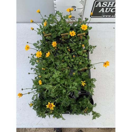 78 - FIFTEEN BIDENS SELECT TIMELESS GOLDEN EMPIRE AND ETERNAL FLAME BASKET PLANTS IN P9 POTS PLUS VAT TO ... 