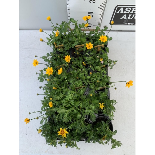 78 - FIFTEEN BIDENS SELECT TIMELESS GOLDEN EMPIRE AND ETERNAL FLAME BASKET PLANTS IN P9 POTS PLUS VAT TO ... 