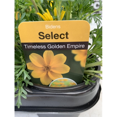 78 - FIFTEEN BIDENS SELECT TIMELESS GOLDEN EMPIRE AND ETERNAL FLAME BASKET PLANTS IN P9 POTS PLUS VAT TO ... 