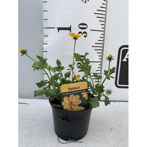 78 - FIFTEEN BIDENS SELECT TIMELESS GOLDEN EMPIRE AND ETERNAL FLAME BASKET PLANTS IN P9 POTS PLUS VAT TO ... 