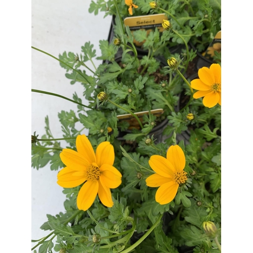 78 - FIFTEEN BIDENS SELECT TIMELESS GOLDEN EMPIRE AND ETERNAL FLAME BASKET PLANTS IN P9 POTS PLUS VAT TO ... 