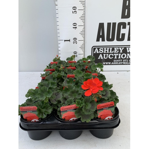 79 - FIFTEEN PELARGONIUM UPRIGHT IN SCARLET BASKET PLANTS IN P9 POTS PLUS VAT TO BE SOLD FOR THE FIFTEEN