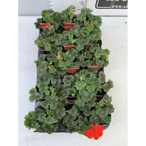 79 - FIFTEEN PELARGONIUM UPRIGHT IN SCARLET BASKET PLANTS IN P9 POTS PLUS VAT TO BE SOLD FOR THE FIFTEEN