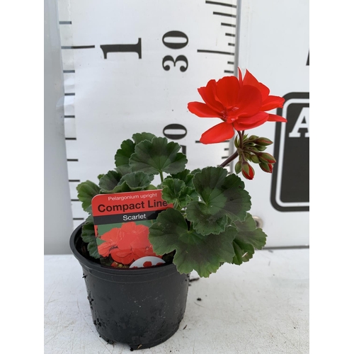 79 - FIFTEEN PELARGONIUM UPRIGHT IN SCARLET BASKET PLANTS IN P9 POTS PLUS VAT TO BE SOLD FOR THE FIFTEEN