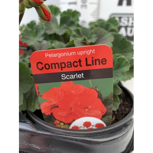 79 - FIFTEEN PELARGONIUM UPRIGHT IN SCARLET BASKET PLANTS IN P9 POTS PLUS VAT TO BE SOLD FOR THE FIFTEEN