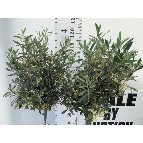 8 - TWO OLIVE EUROPEA STANDARD TREES APPROX 130CM IN HEIGHT IN 4 LTR POTS NO VAT TO BE SOLD FOR THE TWO