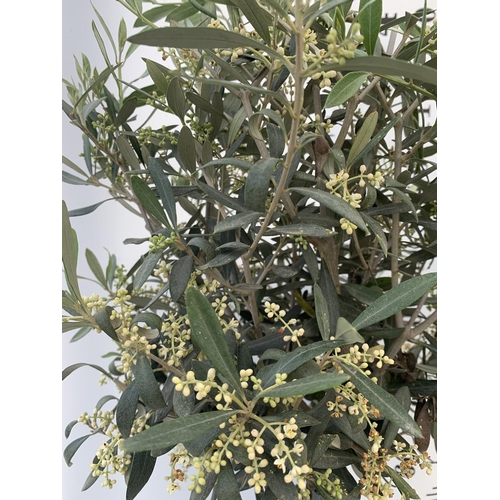 8 - TWO OLIVE EUROPEA STANDARD TREES APPROX 130CM IN HEIGHT IN 4 LTR POTS NO VAT TO BE SOLD FOR THE TWO