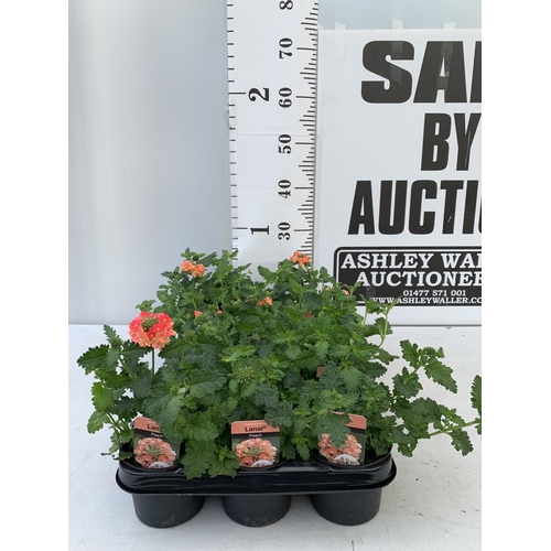 80 - FIFTEEN TRAILING VERBENA LANAI IN PEACH BASKET PLANTS IN P9 POTS PLUS VAT TO BE SOLD FOR THE FIFTEEN