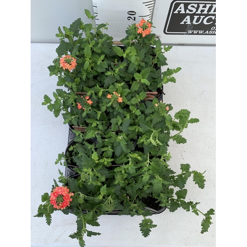 80 - FIFTEEN TRAILING VERBENA LANAI IN PEACH BASKET PLANTS IN P9 POTS PLUS VAT TO BE SOLD FOR THE FIFTEEN