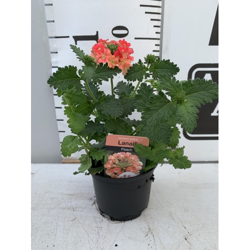 80 - FIFTEEN TRAILING VERBENA LANAI IN PEACH BASKET PLANTS IN P9 POTS PLUS VAT TO BE SOLD FOR THE FIFTEEN