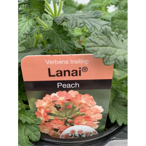 80 - FIFTEEN TRAILING VERBENA LANAI IN PEACH BASKET PLANTS IN P9 POTS PLUS VAT TO BE SOLD FOR THE FIFTEEN