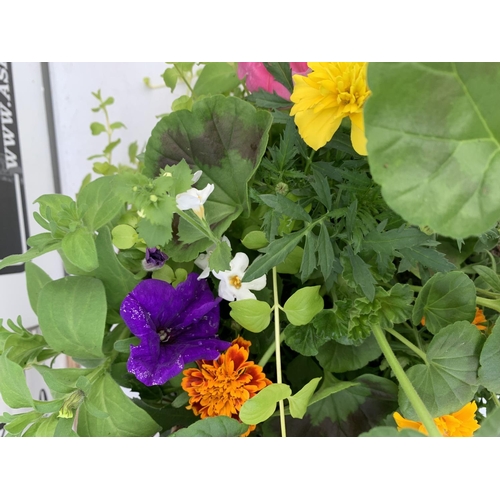 83 - TWO WICKER HANGING BASKETS WITH MIXED BASKET AND TRAILING PLANTS TO INCLUDE PETUNIA, MARIGOLD,GERANI... 