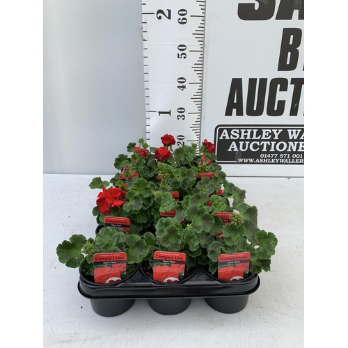 84 - FIFTEEN PELARGONIUM UPRIGHT IN DARK RED BASKET PLANTS IN P9 POTS PLUS VAT TO BE SOLD FOR THE FIFTEEN