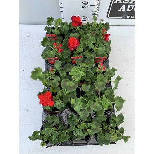 84 - FIFTEEN PELARGONIUM UPRIGHT IN DARK RED BASKET PLANTS IN P9 POTS PLUS VAT TO BE SOLD FOR THE FIFTEEN