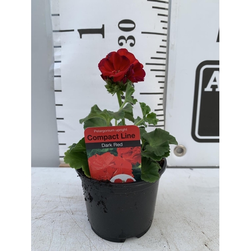 84 - FIFTEEN PELARGONIUM UPRIGHT IN DARK RED BASKET PLANTS IN P9 POTS PLUS VAT TO BE SOLD FOR THE FIFTEEN