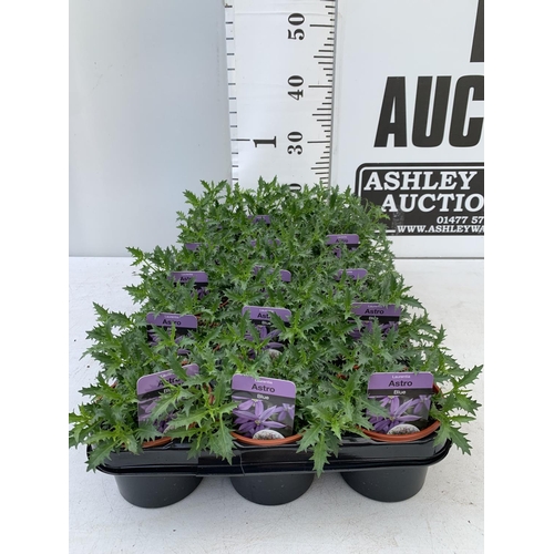 85 - FIFTEEN LAURENTIA ASTRO BLUE BASKET PLANTS IN P9 POTS PLUS VAT TO BE SOLD FOR THE FIFTEEN