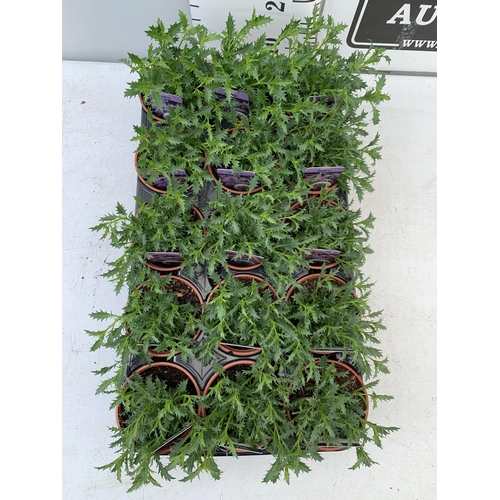 85 - FIFTEEN LAURENTIA ASTRO BLUE BASKET PLANTS IN P9 POTS PLUS VAT TO BE SOLD FOR THE FIFTEEN