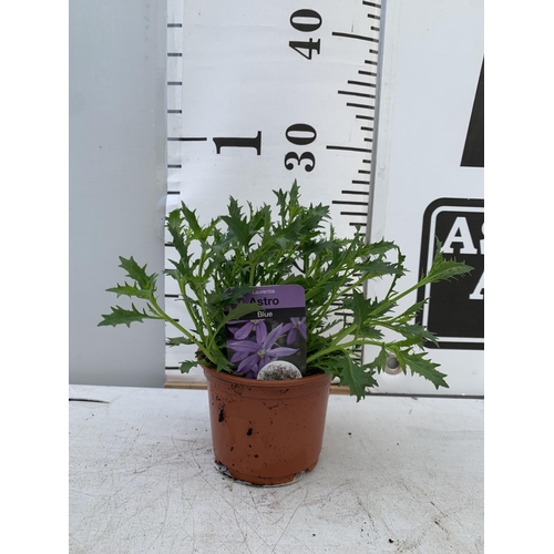 85 - FIFTEEN LAURENTIA ASTRO BLUE BASKET PLANTS IN P9 POTS PLUS VAT TO BE SOLD FOR THE FIFTEEN