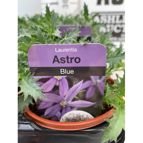 85 - FIFTEEN LAURENTIA ASTRO BLUE BASKET PLANTS IN P9 POTS PLUS VAT TO BE SOLD FOR THE FIFTEEN