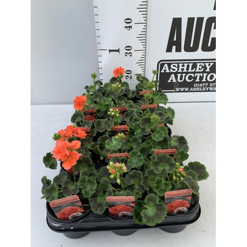 86 - FIFTEEN PELARGONIUM UPRIGHT IN SALMON BASKET PLANTS IN P9 POTS PLUS VAT TO BE SOLD FOR THE FIFTEEN