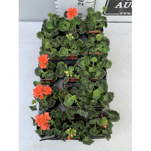 86 - FIFTEEN PELARGONIUM UPRIGHT IN SALMON BASKET PLANTS IN P9 POTS PLUS VAT TO BE SOLD FOR THE FIFTEEN