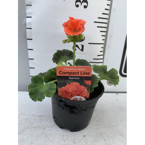 86 - FIFTEEN PELARGONIUM UPRIGHT IN SALMON BASKET PLANTS IN P9 POTS PLUS VAT TO BE SOLD FOR THE FIFTEEN