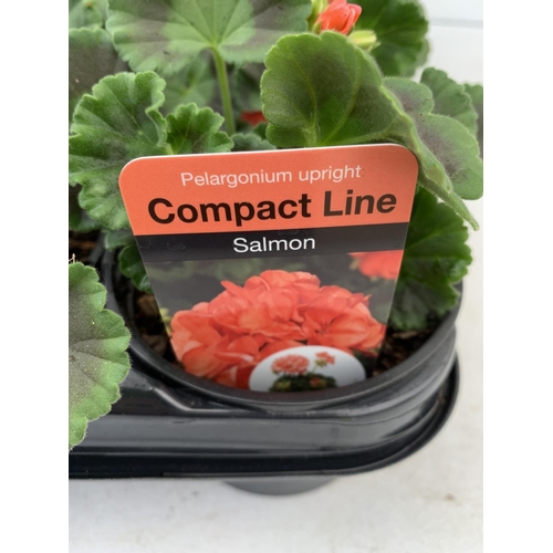 86 - FIFTEEN PELARGONIUM UPRIGHT IN SALMON BASKET PLANTS IN P9 POTS PLUS VAT TO BE SOLD FOR THE FIFTEEN