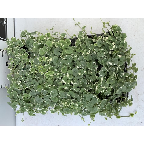 87 - FIFTEEN GLECHOMA IN GREEN/ WHITE BASKET PLANTS ON A TRAY IN P9 POTS PLUS VAT TO BE SOLD FOR THE FIFT... 