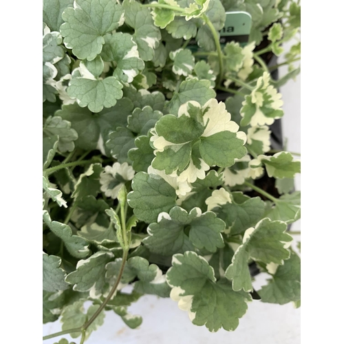 87 - FIFTEEN GLECHOMA IN GREEN/ WHITE BASKET PLANTS ON A TRAY IN P9 POTS PLUS VAT TO BE SOLD FOR THE FIFT... 