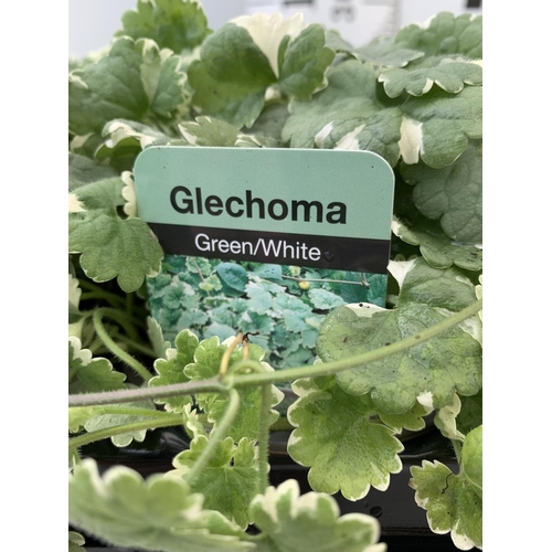 87 - FIFTEEN GLECHOMA IN GREEN/ WHITE BASKET PLANTS ON A TRAY IN P9 POTS PLUS VAT TO BE SOLD FOR THE FIFT... 