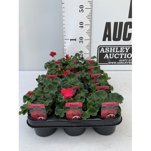 88 - FIFTEEN PELARGONIUM UPRIGHT TANGO IN NEON PURPLE BASKET PLANTS ON A TRAY IN P9 POTS PLUS VAT TO BE S... 